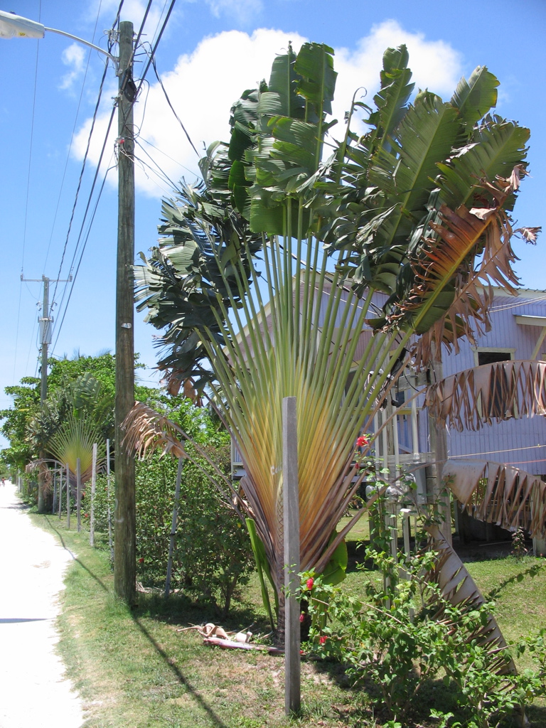 weird one-dimensional palms